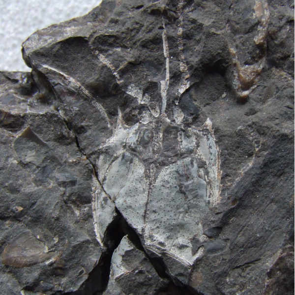 photo of Pygocephalus (shrimp) fossil
