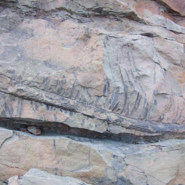 photo of Stigmaria fossil